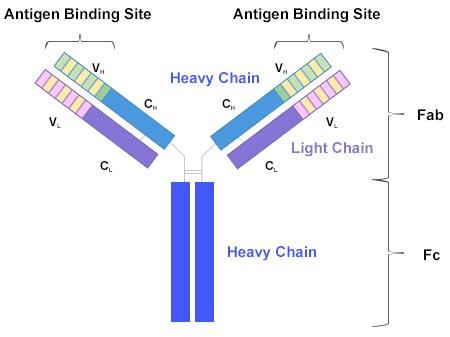 antibody Y-shaped structure