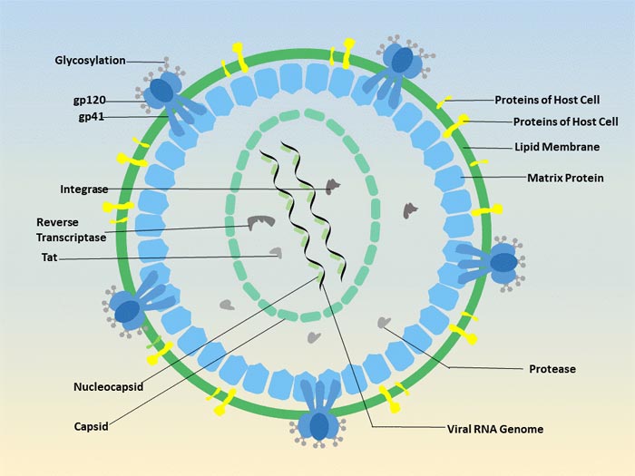The human immunodeficiency virus diagram