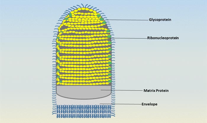 The rabies virus diagram