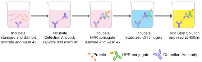 The procedures of ELISA