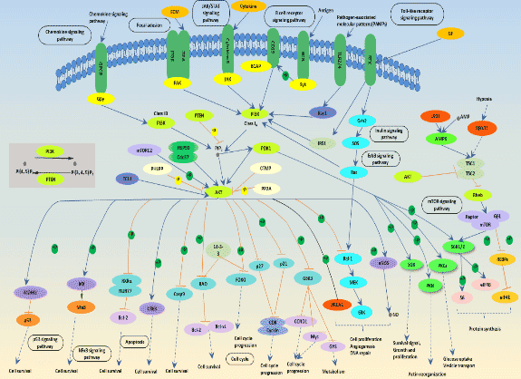 PI3K-Akt Signaling Pathway and Cancer