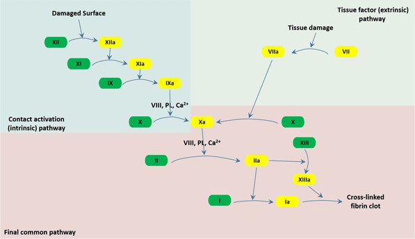 The Overview of Coagulation