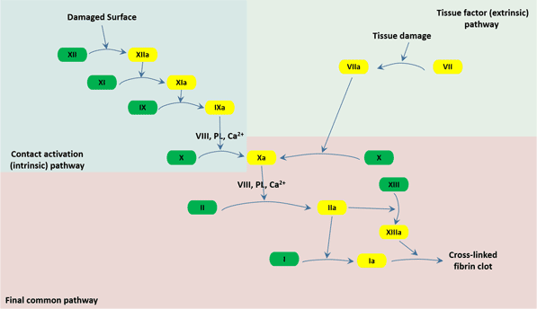 The three pathways that makeup the classical blood coagulation pathway