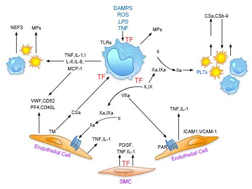 Central role of tissue factor (TF) in the interplay between coagulation and inﬂammation