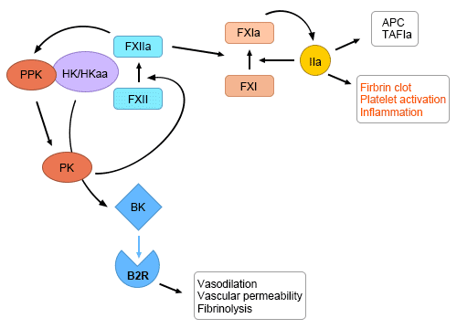 Factor XII activation at the nexus of coagulation and inﬂammation