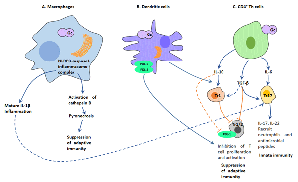 Mechanisms of interaction of Neisseria gonorrhoeae (Gc) with cells of the immune system