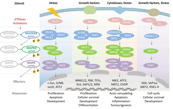 Cascade regulation of MAPK