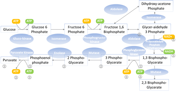 The role of Carbohydrate kinases in glycolysis
