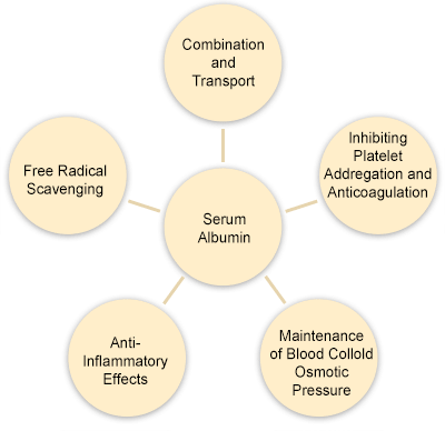 Physiological function of serum albumin