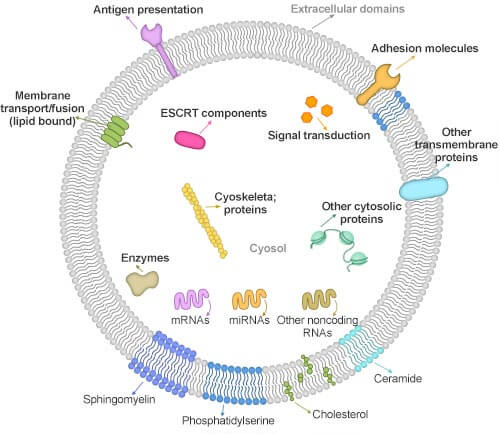 What Should You Know about Exosomes?