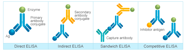 Four different types of ELISA: direct ELISA, indirect ELISA, sandwich ELISA and competitive ELISA