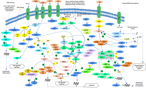The mitogen-activated protein kinase (MAPK) signaling pathway involved in ERK5, TNF, JNK and p38 signaling pathway