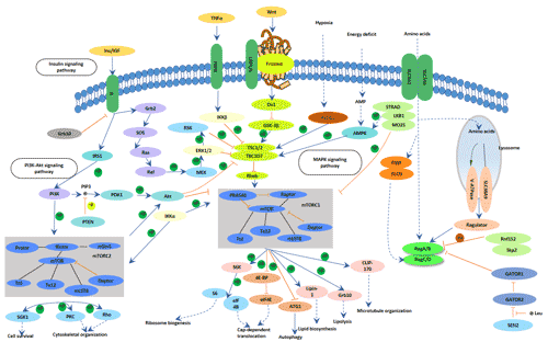 mTOR signaling pathway and its main components