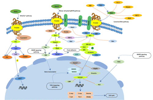 Wnt signaling pathway and its main components