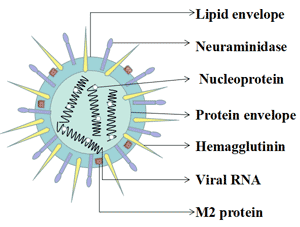 Typical structural features and key components of influenza viruses: HA (Hemagglutinin), NA (Neuraminidase), and viral RNA