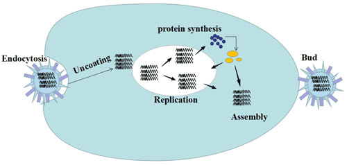 The process of influenza virus infection, including uncoating, virus replication, protein synthesis and assembly