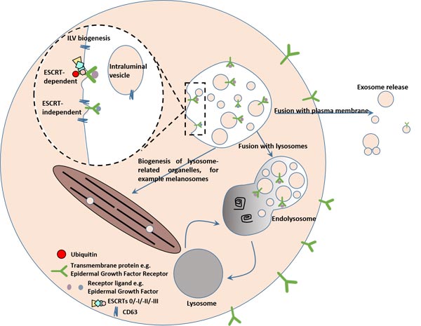 ILVs are generated by invagination of the endosomal membrane and have three possible fates