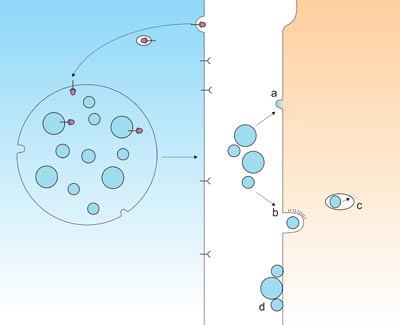 Exosomes uptake by recipient cells