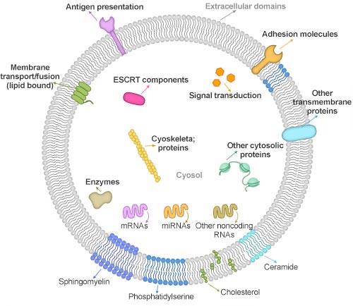 the structure of exosome