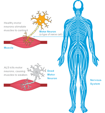 The brief introduction of ALS