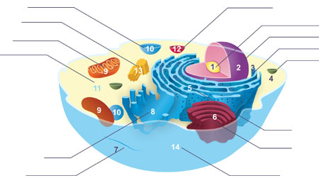 Components of a typical animal cell