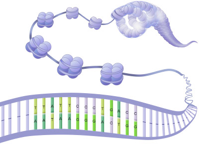 The Structure of Chromatin