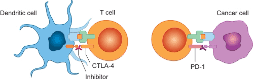 What Are Immune Checkpoint Proteins?