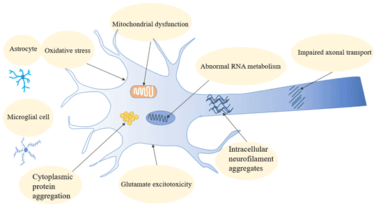The mechanisms related to amyotrophic lateral sclerosis