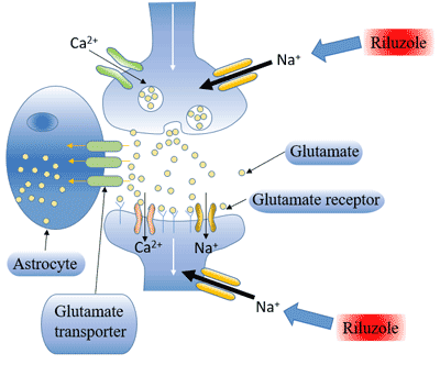 The mechanism of Riluzole