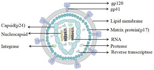 The structure of HIV