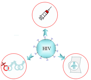 Transmission of AIDS: sexual transmission, blood transmission, mother-to-child transmission