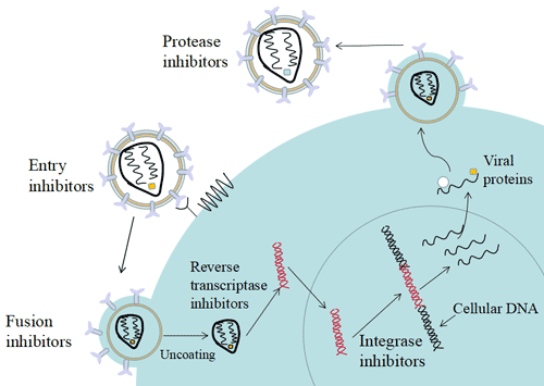 The mechanism of anti-aids drugs is to block one or several key steps in the HIV life cycle