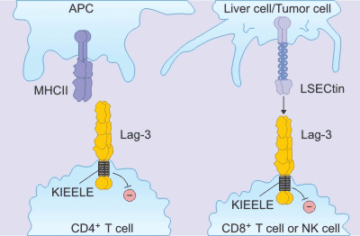 the mechanism of LAG-3