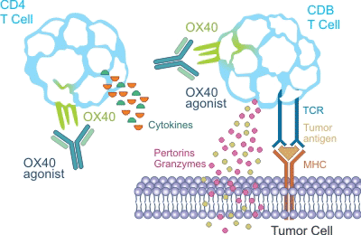 the mechanism of OX40