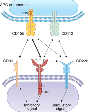 the mechanism of TIGIT