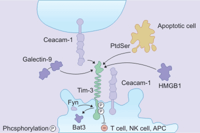 the mechanism of TIM-3