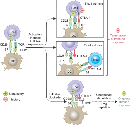 CTLA-4 inhibits T cell responses mainly through two pathways