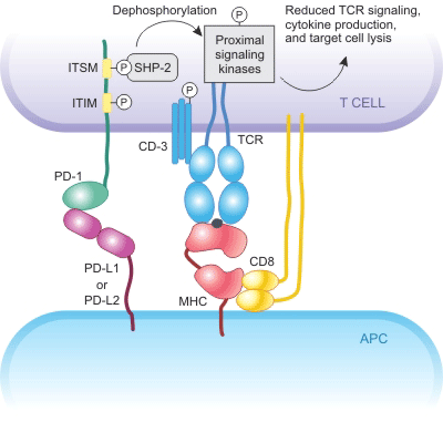 The mechanism of PD-1 inhibits.