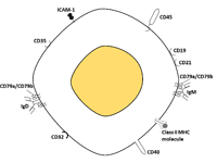 CD Antigens - From Leucocytes Surface Markers to Diagnostic Markers for Cancer