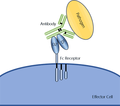 The Overview of Fc Receptors- Classification, Related Signaling Pathways and Application