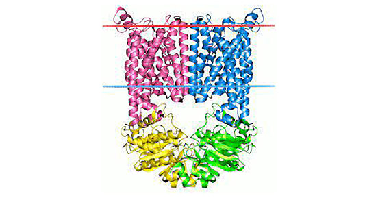 The Structure of ATP-binding cassette