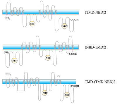 Three basic organization forms of ABC transporters