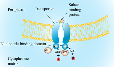 Figure 3 The structure and transport process of ABC