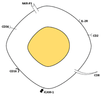 The CD antigens of NK cells surface