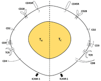 The CD antigens of T cells surface