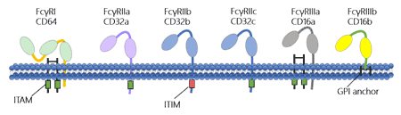 The structure of Fc gamma receptors