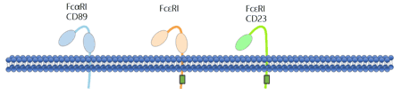 The structure of Fc alpha receptor and Fc epsilon receptors