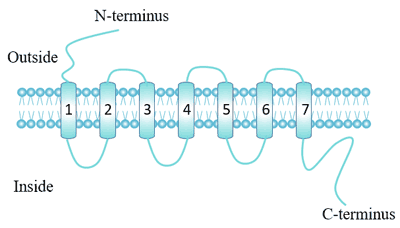 The Structure of GPCR: 7 alpha-helix transmembrane domains