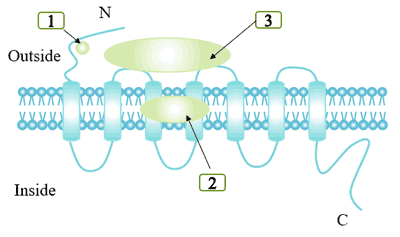 TLigand binding site for different G protein-coupled receptor ligand