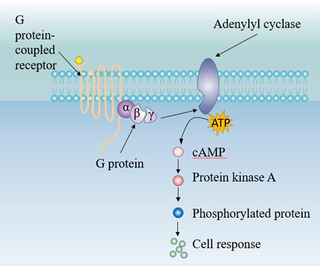 G protein-Ac pathway